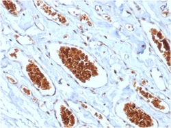 Biotium&nbsp;Glycophorin A / CD235a (Erythrocyte Marker) (rGYPA/280), CF640R conjugate, 0.1mg/mL