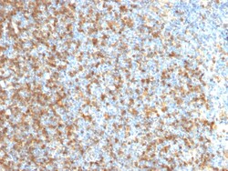 Biotium&nbsp;LMO2 (B-Cell Marker)(LMO2/1971), CF405S conjugate, 0.1mg/mL