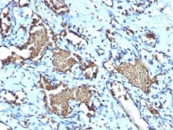 Biotium&nbsp;Glycophorin A / CD235a (Erythrocyte Marker) (GYPA/1725R), CF640R conjugate, 0.1mg/mL