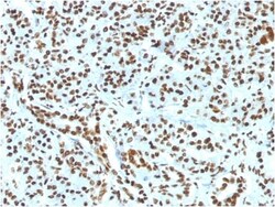 Biotium&nbsp;Histone H1 (Nuclear Marker) (HH1/1784R), CF640R conjugate, 0.1mg/mL