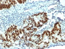 Biotium&nbsp;p53 Tumor Suppressor Protein(PAb1801), CF405S conjugate, 0.1mg/mL
