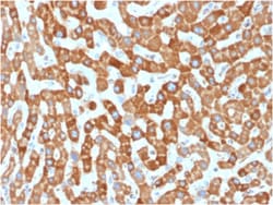 Biotium&nbsp;Prohibitin (Mitochondrial Marker)(PHB/1881), CF405S conjugate, 0.1mg/mL