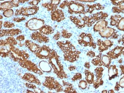 Biotium&nbsp;TPO (Thyroid Peroxidase) (Thyroid Marker) (TPO/1922), CF640R conjugate, 0.1mg/mL