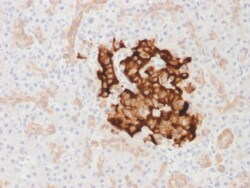 Biotium&nbsp;Insulin / IRDN (beta-Cell & Insulinoma Marker) (IRDN/1980R), CF405S conjugate, 0.1mg/mL