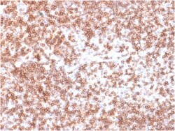 Biotium CD45 / LCA (B-Cell Marker) (PTPRC/1975R), CF405S conjugate, 0.1mg/mL,