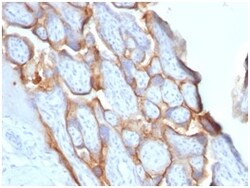 Biotium&nbsp;HCG-beta (Pregnancy & Choriocarcinoma Marker)(HCGb/1996R), CF405S conjugate, 0.1mg/mL