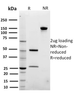 Biotium&nbsp;ARF1 (Golgi Apparatus Marker)(3F1), CF405S conjugate, 0.1mg/mL