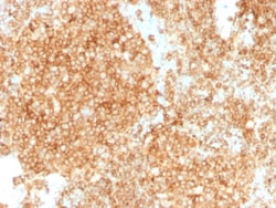 Biotium&nbsp;CD45 / LCA (Leucocyte Marker)(PTPRC/1147 + PTPRC/1460), CF405S conjugate, 0.1mg/mL