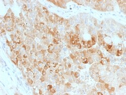 Biotium&nbsp;ROR2(ROR2/1911), CF405S conjugate, 0.1mg/mL