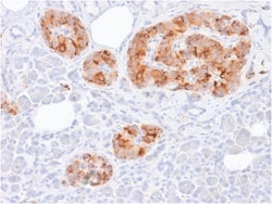 Biotium&nbsp;Chromogranin A / CHGA (Neuroendocrine Marker) (rCHGA/413), CF405S conjugate, 0.1mg/mL