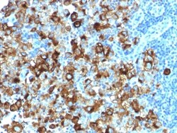 Biotium&nbsp;gp100 / Melanosome / PMEL17 / SILV (Melanoma Marker) (PMEL/1825R), CF405S conjugate, 0.1mg/mL