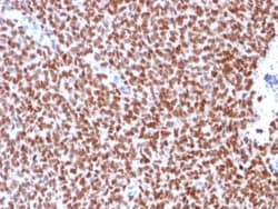 Biotium&nbsp;NKX2.2 (Neuroendocrine & Ewing s Sarcoma Marker) (rNX2/294), CF405S conjugate, 0.1mg/mL