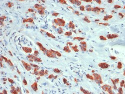 Biotium&nbsp;MUC1 / CA15-3 / EMA / CD227 (Epithelial Marker) (MUC1/1887R), CF405S conjugate, 0.1mg/mL