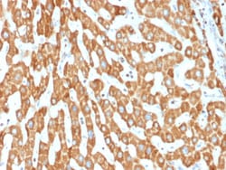 Biotium&nbsp;Prohibitin (Mitochondrial Marker)(PHB/1882), CF405S conjugate, 0.1mg/mL