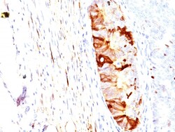 Biotium&nbsp;ALDH1A1 (Aldehyde Dehydrogenase 1A1)(ALDH1A1/1382), CF647 conjugate, 0.1mg/mL
