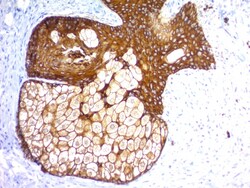 Biotium&nbsp;Cytokeratin, pan (Epithelial Marker) (KRTH/1576R + KRTL/1577R), CF568 conjugate, 0.1mg/mL