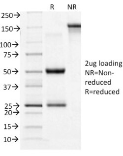 Biotium&nbsp;CD71 / Transferrin Receptor (TFRC)(TFRC/1396), CF740 conjugate, 0.1mg/mL