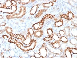 Biotium&nbsp;Ksp-Cadherin (Kidney-Specific Cadherin) / CDH16 (CDH16/1532R), CF568 conjugate, 0.1mg/mL
