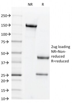 Biotium&nbsp;CD44v6 (Marker of Tumor Metastasis)(2F10), Biotin conjugate, 0.1mg/mL