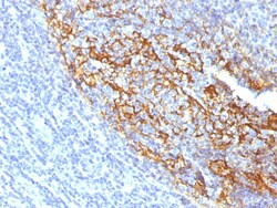 Biotium&nbsp;CD35 / CR1 (Follicular Dendritic Cell Marker)(To5), CF594 conjugate, 0.1mg/mL