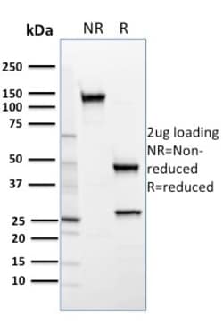 Biotium&nbsp;SREBP2(SREBP2/1579), CF640R conjugate, 0.1mg/mL