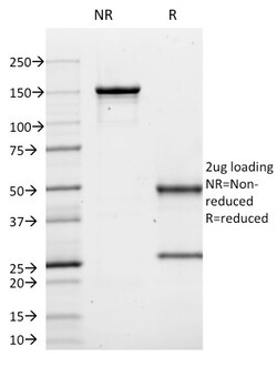 Biotium&nbsp;CD10 (Membrane Metalloendopeptidase)(MME/1620), CF647 conjugate, 0.1mg/mL