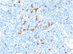 Biotium&nbsp;IL3RA / CD123 (Acute Myeloid Leukemia Marker) (IL3RA/1531), CF568 conjugate, 0.1mg/mL