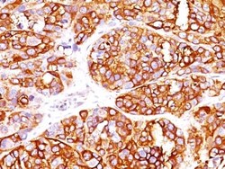 Biotium&nbsp;MART-1 / Melan-A / MLANA (Melanoma Marker) (MLANA/1409R), CF568 conjugate, 0.1mg/mL