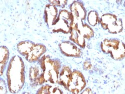 Biotium&nbsp;Prostate Specific Acid Phosphatase (PSAP)(PASE/4LJ), CF647 conjugate, 0.1mg/mL