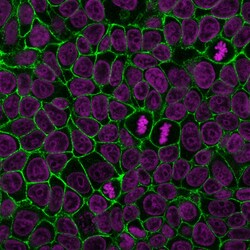 Biotium&nbsp;E-Cadherin / CD324 (Intercellular Junction Marker) (4A2), CF405M conjugate, 0.1mg/mL