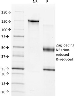 Biotium&nbsp;TIMP1 (Marker of Lymph Node Metastasis)(2A5), CF405S conjugate, 0.1mg/mL