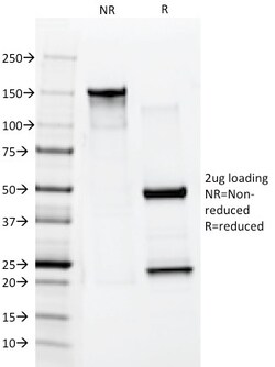 Biotium&nbsp;Cytokeratin 10 (Suprabasal Epithelial Marker)(AE20), CF647 conjugate, 0.1mg/mL