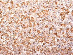 Biotium&nbsp;ACTH (Adrenocorticotrophic Hormone) (N-Terminal) (Pituitary Marker) (r57), CF405S conjugate, 0.1mg/mL
