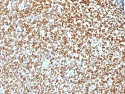 Biotium&nbsp;NKX2.2 (Neuroendocrine & Ewing s Sarcoma Marker) (NX2/1422R), CF405S conjugate, 0.1mg/mL