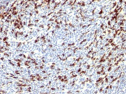 Biotium&nbsp;PDCD1 / PD1 / CD279 (Programmed Cell Death 1), CF640R conjugate, 0.1mg/mL