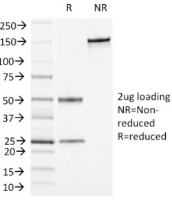 Biotium&nbsp;CD13 / Aminopeptidase-N (Myeloid Cell Marker)(APN/1464), CF640R conjugate, 0.1mg/mL