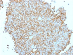 Biotium&nbsp;CD99 / MIC2 (Ewing's Sarcoma Marker), CF647 conjugate, 0.1mg/mL