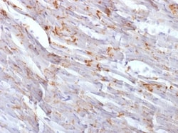 Biotium&nbsp;N-Cadherin / Cadherin-2 / CD325 (NCAD) (CDH2/1573), CF405S conjugate, 0.1mg/mL