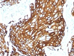 Biotium&nbsp;Cytokeratin, Acidic (Type I or LMW) (Epithelial Marker) (KRTL/1577R), CF568 conjugate, 0.1mg/mL