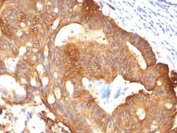 Biotium&nbsp;Cytokeratin 8 (KRT8)(B22.1), CF740 conjugate, 0.1mg/mL