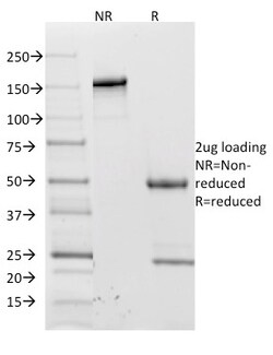 Biotium&nbsp;CD62L (L-Selectin)(CD62L/1588), CF405S conjugate, 0.1mg/mL