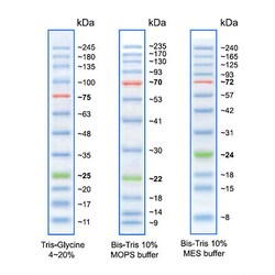 Alkali Scientific&nbsp;Full Range Prestained Protein Ladder, Tricolor (10 245kDa), 500uL