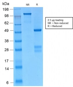 Biotium&nbsp;Catenin, gamma (Cardiomyocyte Marker)(CTNG/2155R), CF640R conjugate, 0.1mg/mL