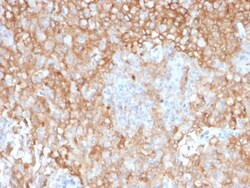 Biotium&nbsp;HLA-DR (MHC II)(TAL 1B5), CF405S conjugate, 0.1mg/mL