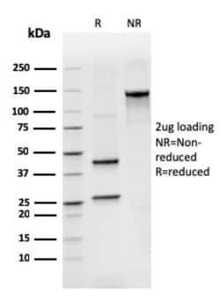 Biotium&nbsp;BCL2-like 2(CPTC-BCL2L2-2), CF568 conjugate, 0.1mg/mL
