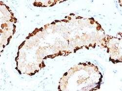 Biotium&nbsp;Melanoma Antigen Family A, 4 / MAGEA4(CPTC-MAGEA4-1), CF405S conjugate, 0.1mg/mL