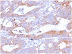 Biotium&nbsp;CD86 (Dendritic Cells Maturation Marker)(C86/2160R), CF568 conjugate, 0.1mg/mL