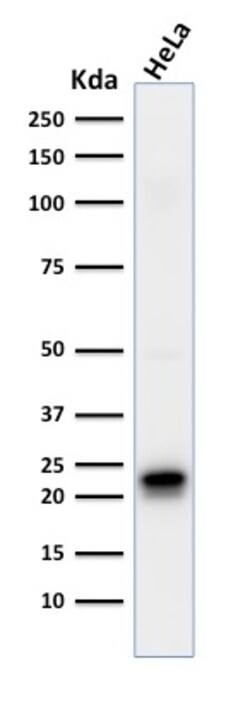 Biotium&nbsp;Ferritin, Heavy Chain (FTH) (Microglia Marker)(FTH/2081), CF647 conjugate, 0.1mg/mL