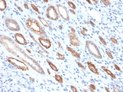 Biotium&nbsp;Occludin (Marker of Early Blood Brain Barrier Damage)(OCLN/2181), CF594 conjugate, 0.1mg/mL