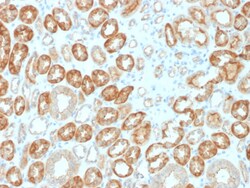 Biotium&nbsp;Occludin (OCLN) (Tight Junctions Marker)(OCLN/2183), CF594 conjugate, 0.1mg/mL